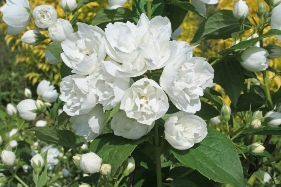 gessamí florit