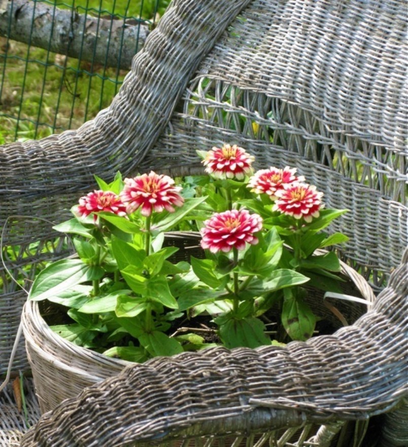 Η Zinnia στο σπίτι
