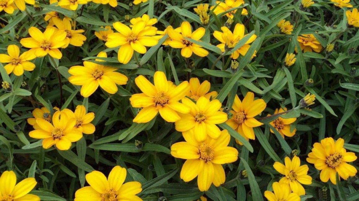 Zinnia angustifolia
