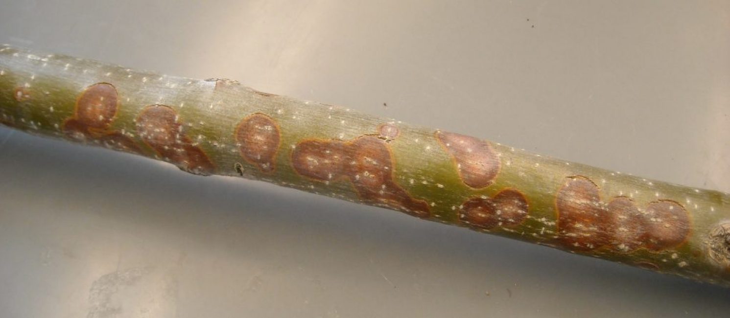 Citosporosis de la corteza