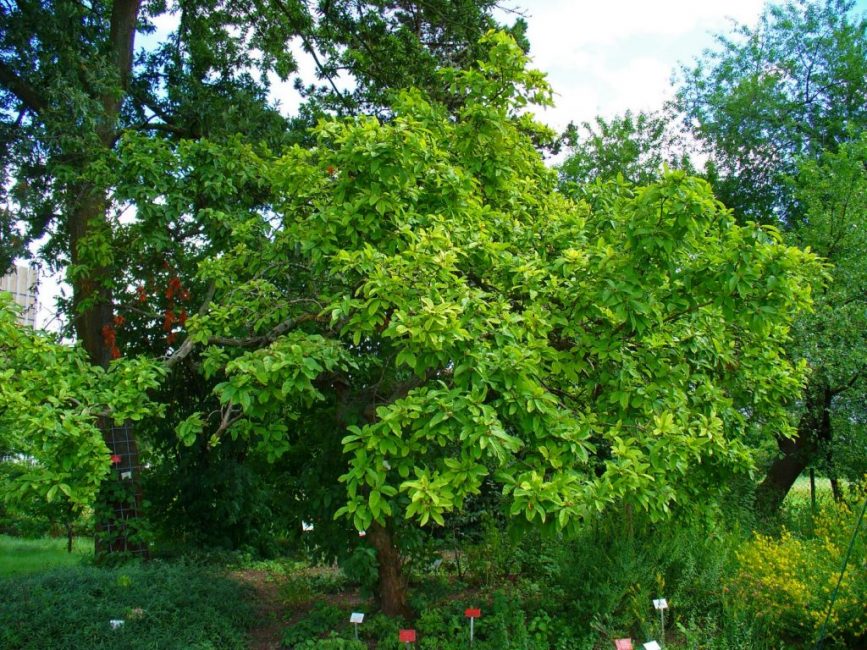 A csészefának csak egészségügyi metszésre van szüksége