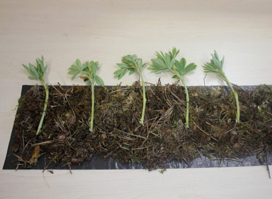 Propagación de potentilla por esquejes