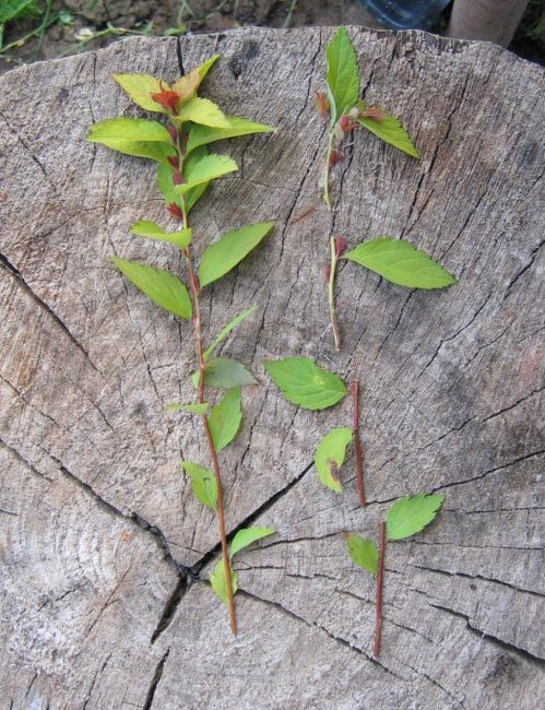Spirea sticklingar