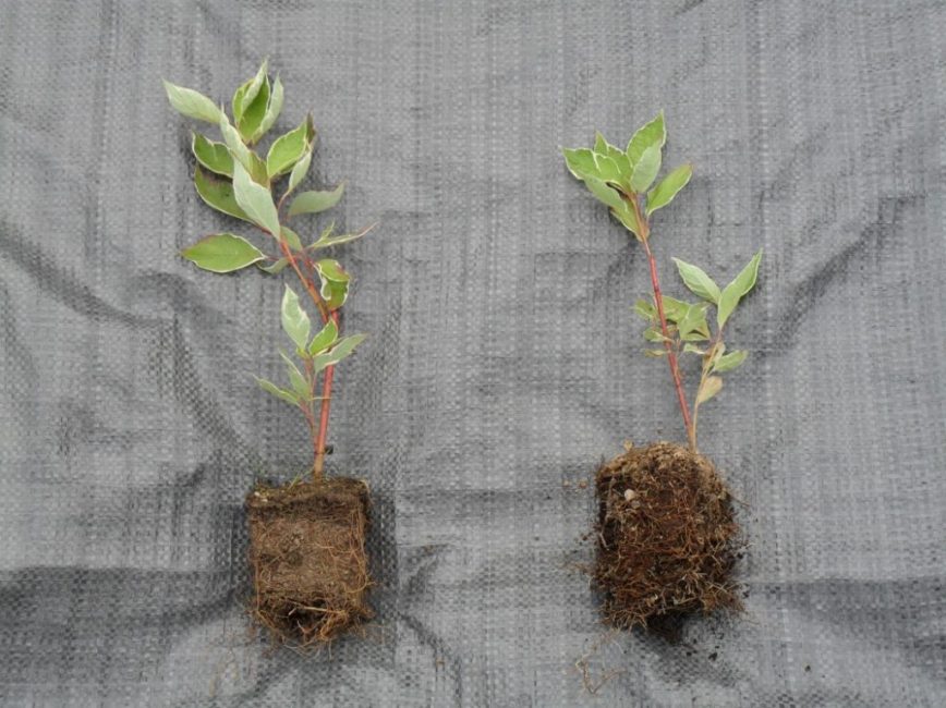 Cultivo de césped a partir de esquejes