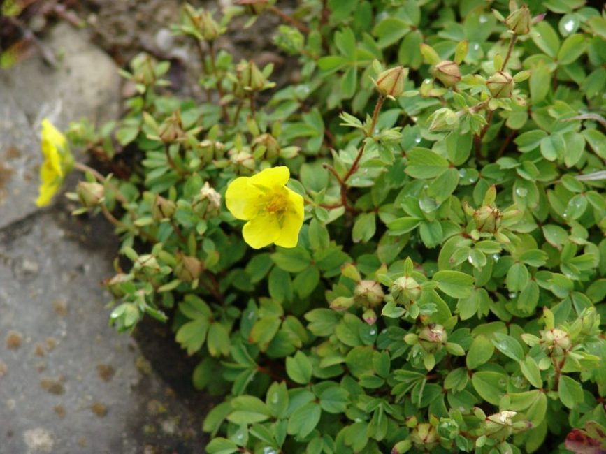 Potentilla lanuda