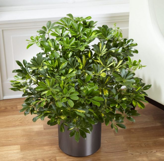 Schefflera és una planta bastant sense pretensions