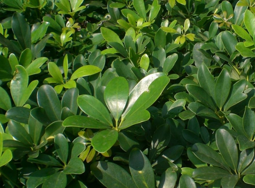 Schefflera de vuit fulles