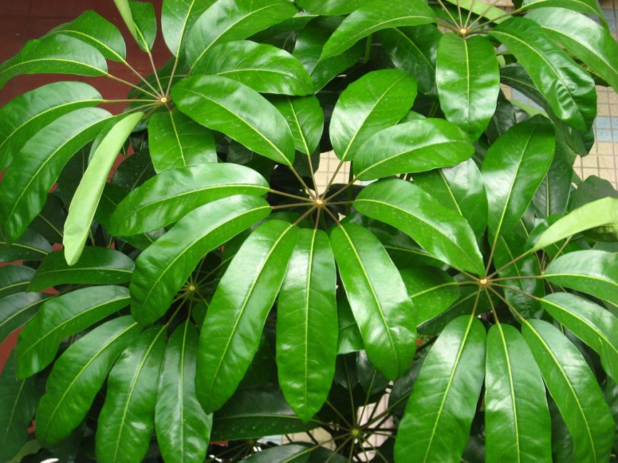 Schefflera radiata