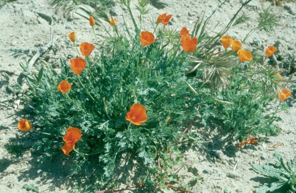 Eschsholzia Lemmon