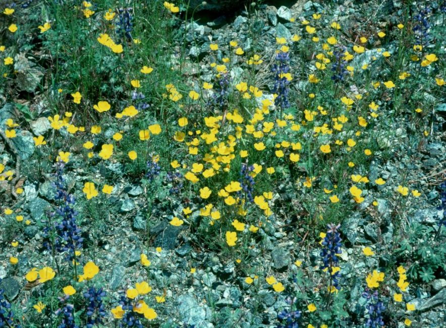 Eschscholzia soddy