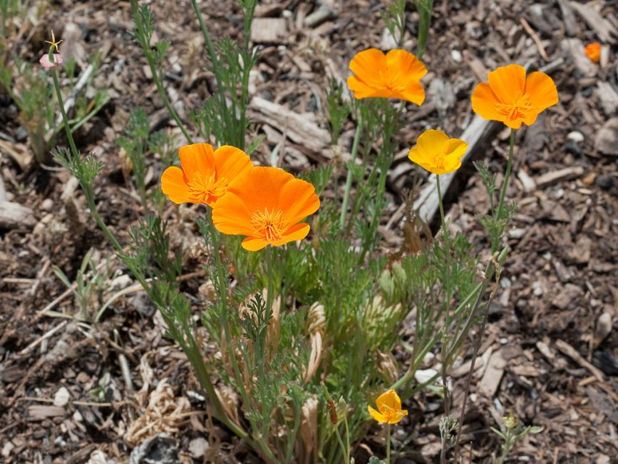 Eschscholzia kaliforniai
