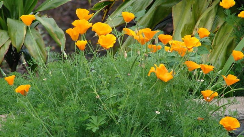 Eschscholzia kis levelekkel