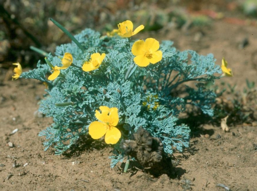 Eschscholzia elegáns