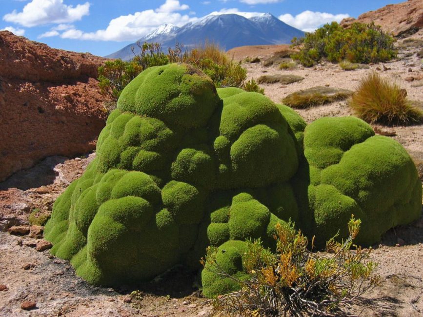 yareta