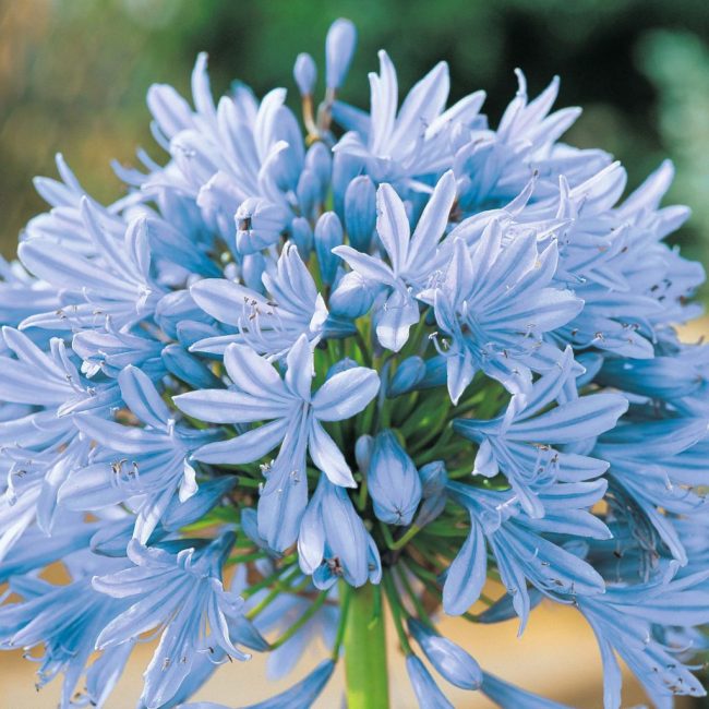 agapanthus
