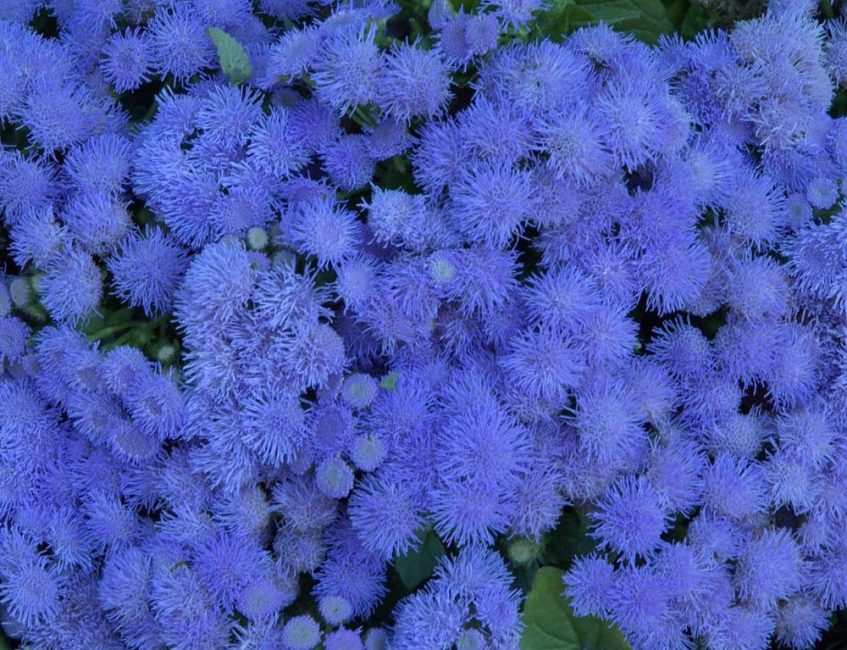 ageratum