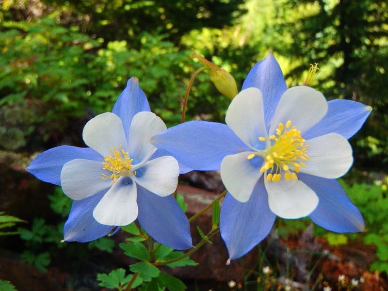 aquilegia