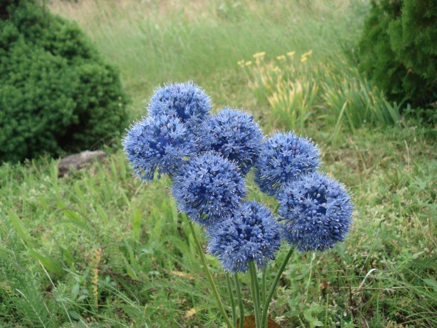 allium