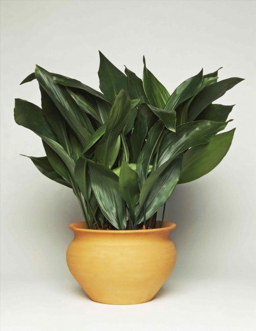 aspidistra