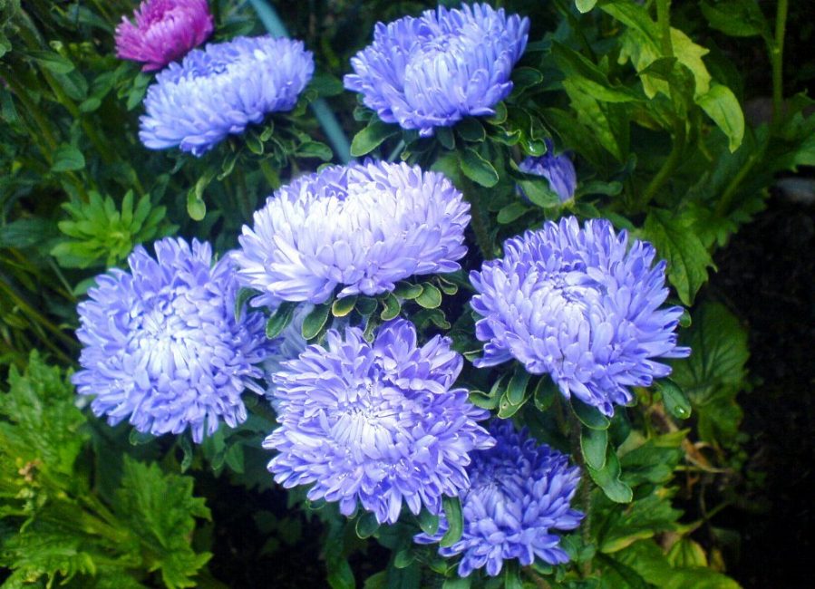 asteri