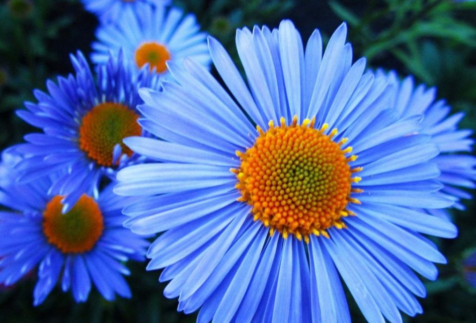aster alppi