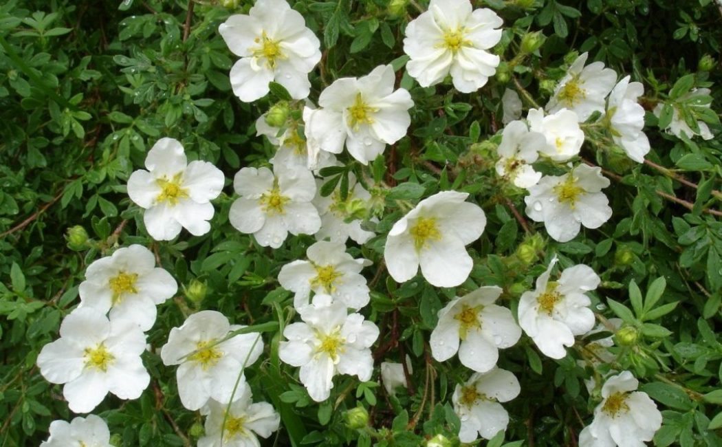 cincofoil blanco