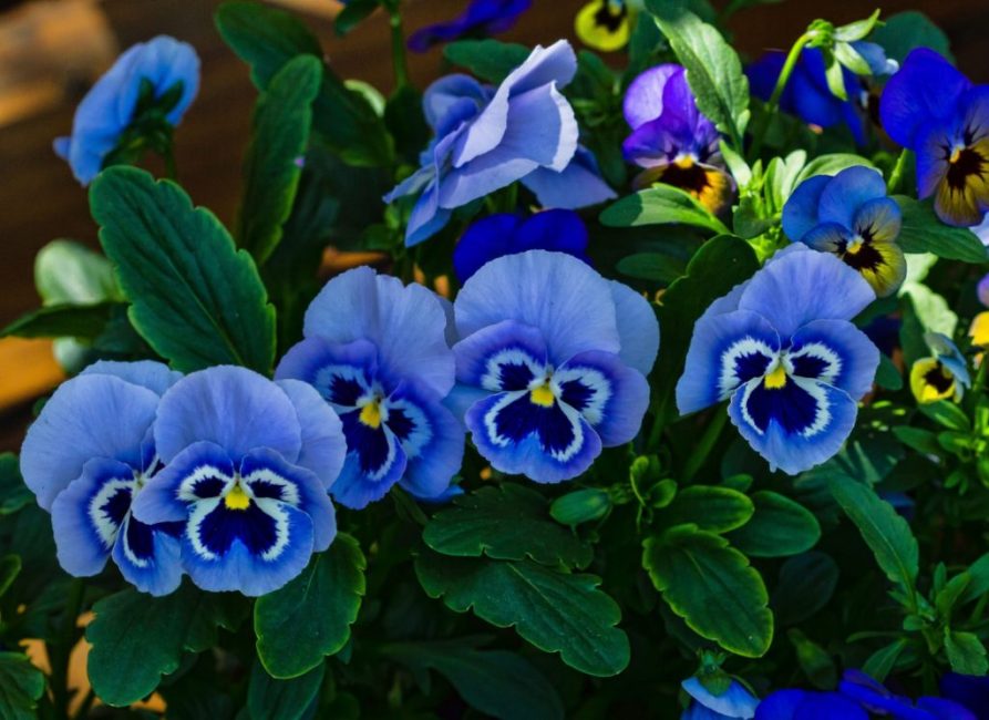 viola