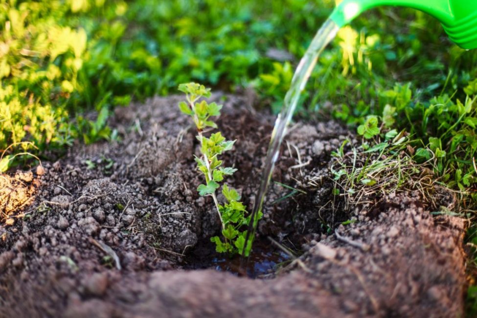 Las grosellas se pueden plantar tanto en primavera como en otoño.
