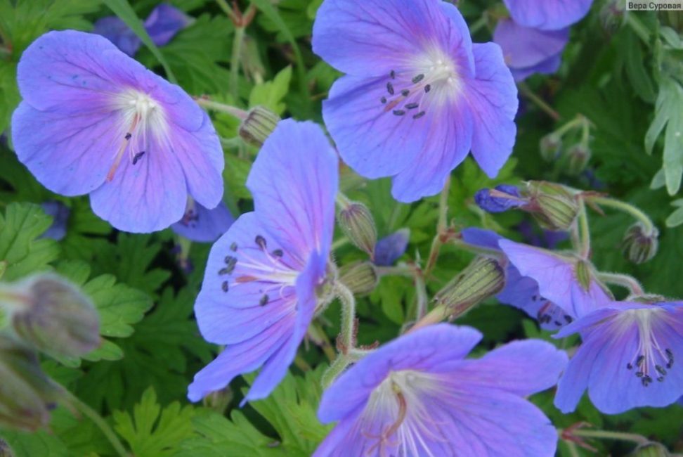 geranium