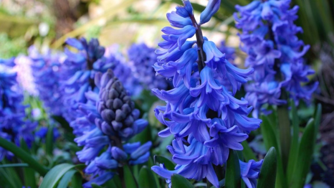 hyasintti
