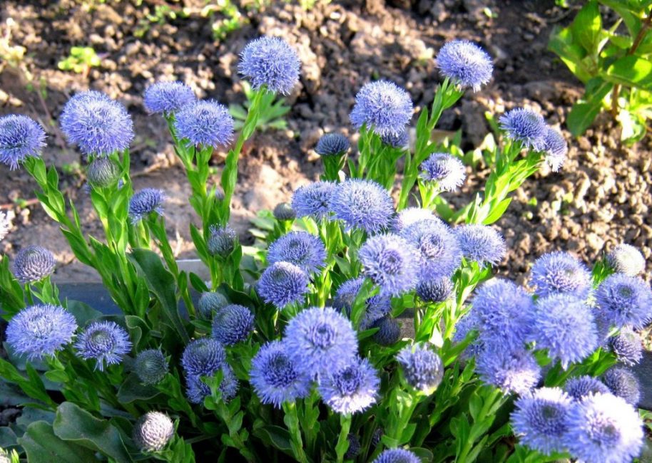 Globularia