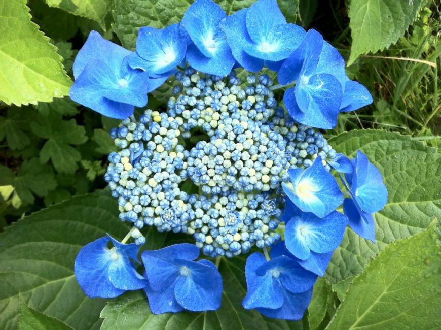 hortensia