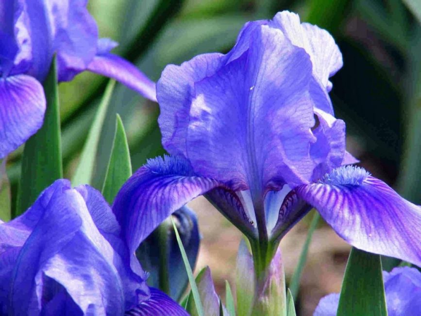 iiris