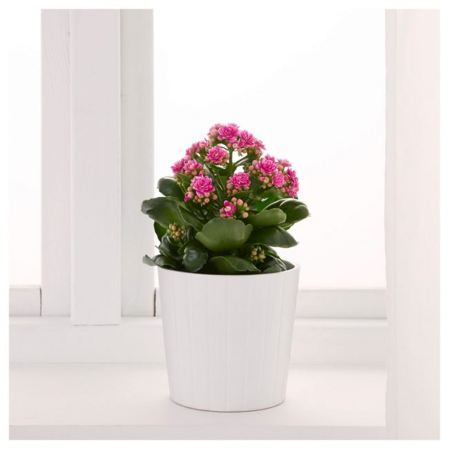 kalanchoe