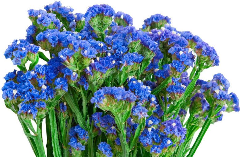 kermek