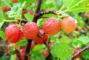 Krusbär: beskrivning, sorter, plantering på det öppna fältet och skötsel på våren, sommaren och hösten (20 foton och videor) + recensioner