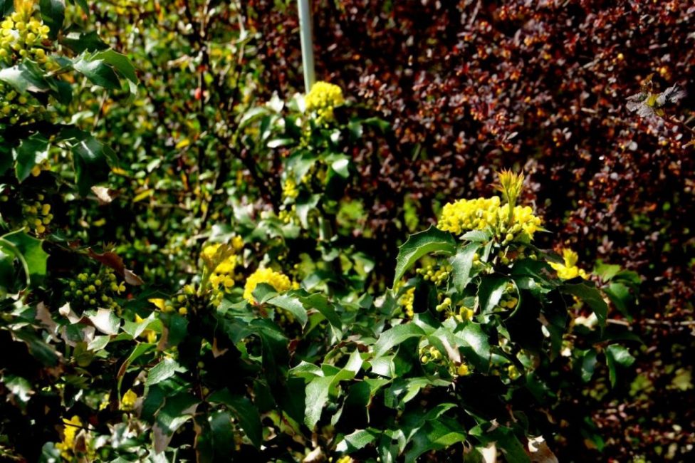 Mahonia се чувства по-комфортно на сянка