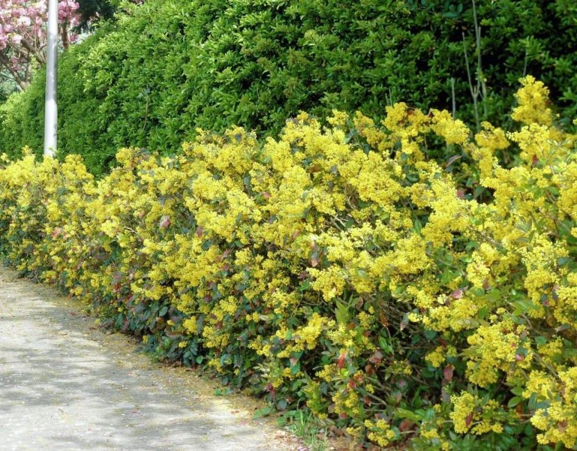 acebo mahonia