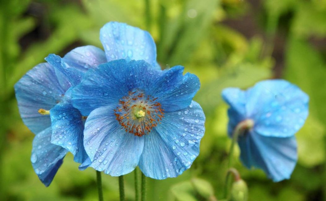 meconopsis