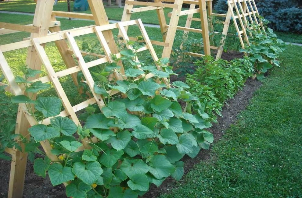 Enrejado de pepino inclinado