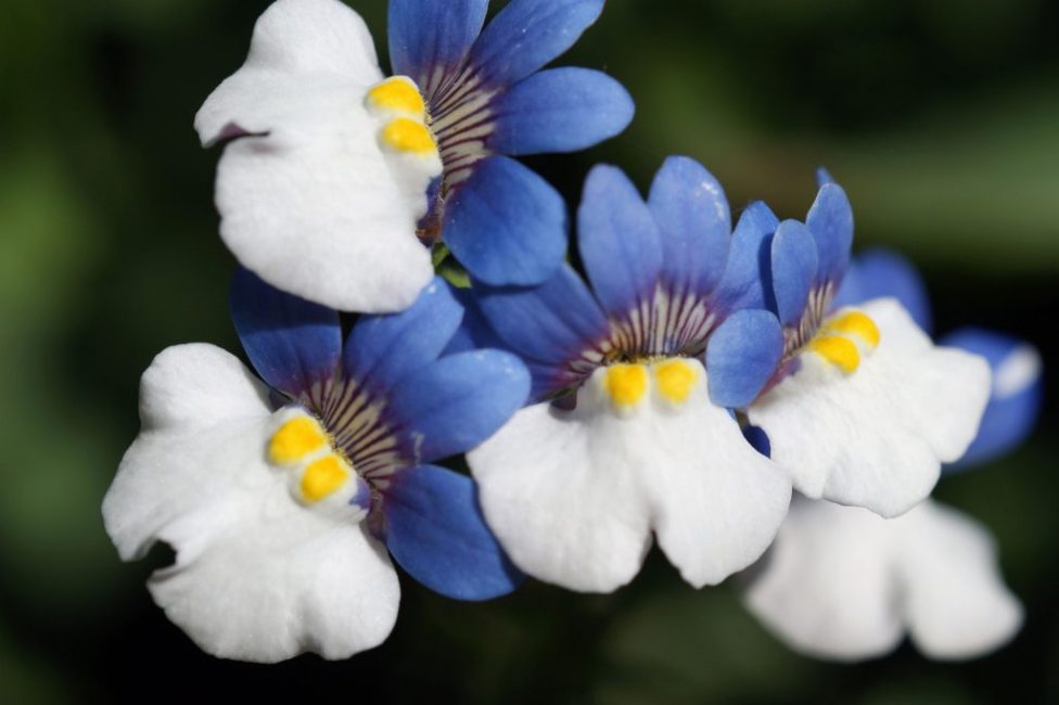 nemesia