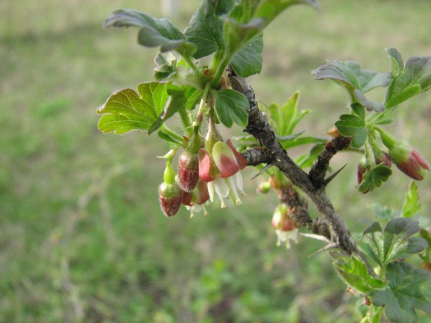 Después del final de la floración, se lleva a cabo el primer aderezo de verano.