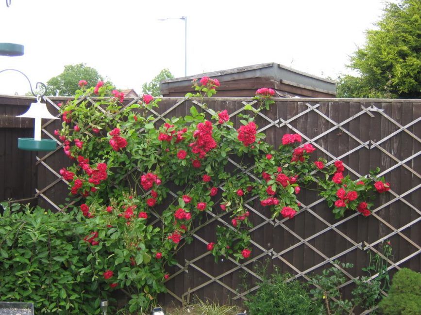 Soporte de finas lamas de madera para rosas trepadoras adosadas a la valla