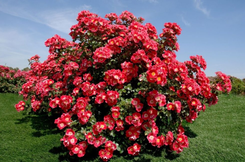parque rosa