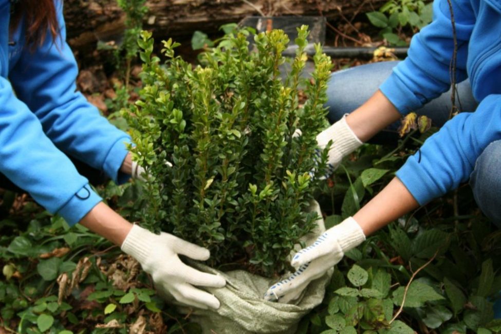 A Bux fájdalommentesen tolerálja a transzplantációt, és nem is áll le a növekedésben
