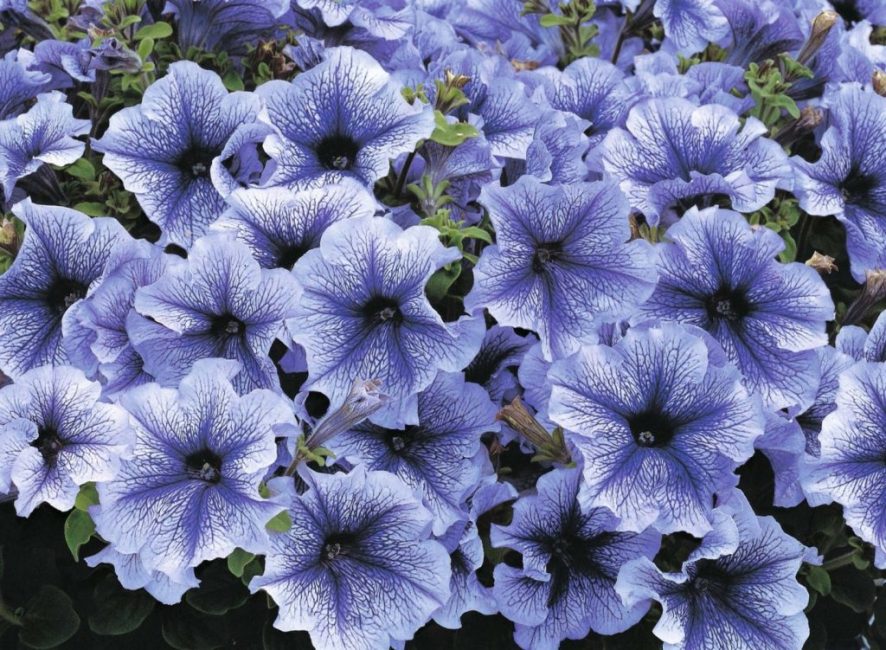 petunia
