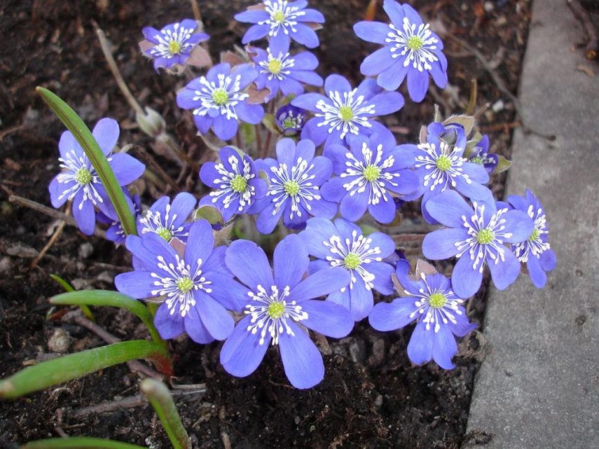 maksajuuri