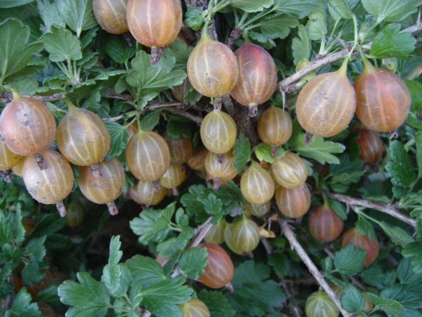 pionero