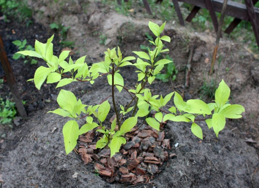 Mejor plantado a principios de primavera o finales de otoño.