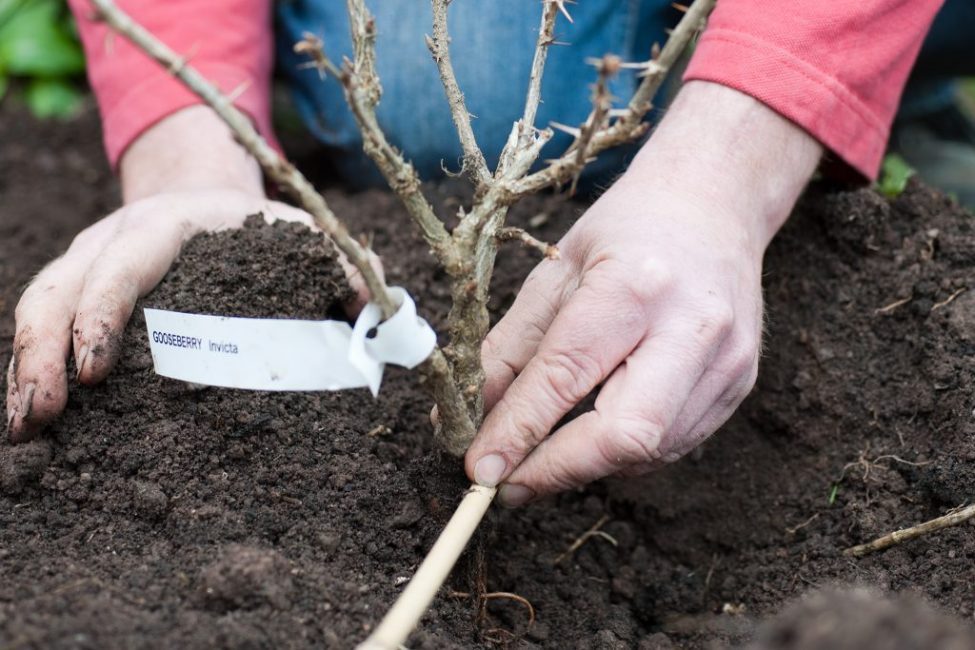 plantando grosellas